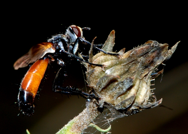 Cylindromyia sp. (Tachinidae)